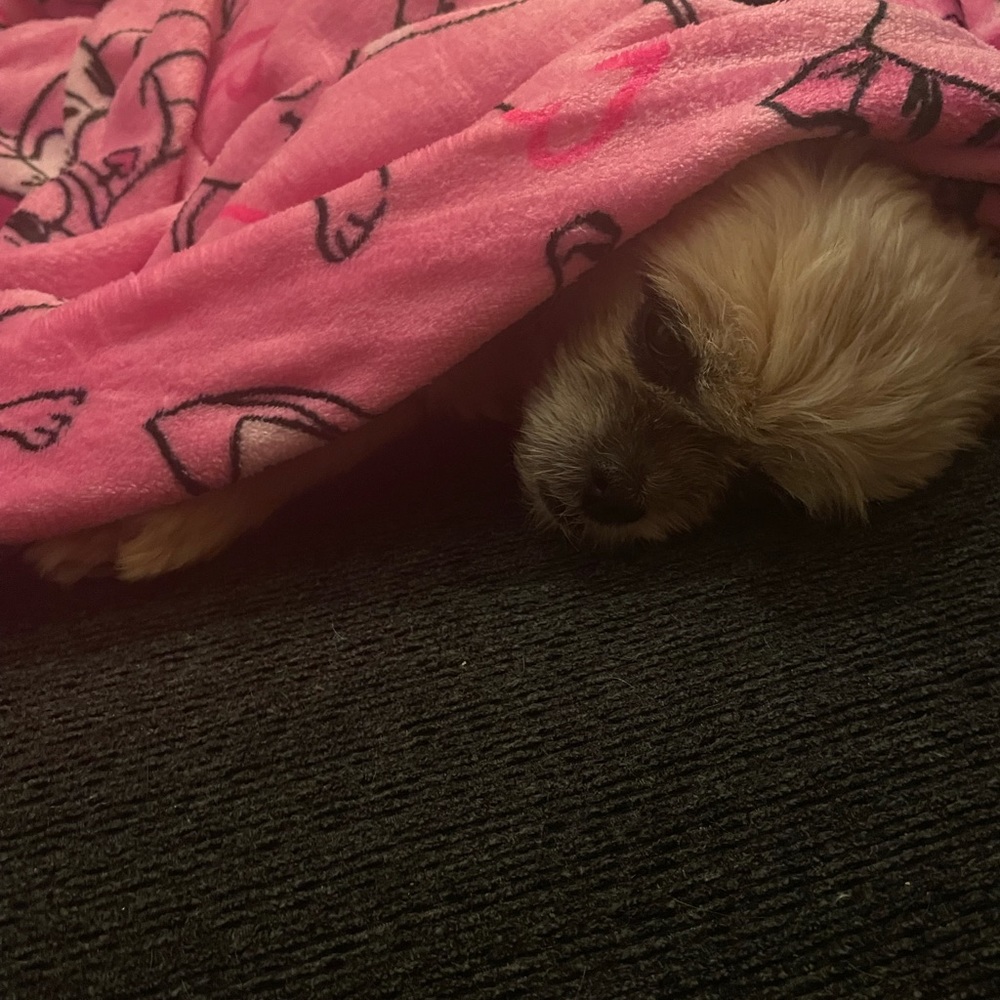 Adorable 💖🐶